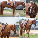 Ginger” DP Shez Willy Amazen Q-92193. 2 yo chestnut filly. Winnies Willy x Amazen Grace. Beautiful daughter of AmQHA multiple World Champion Winnies Willy and AQHA, NPHA, National Champion imp mare Amazen Grace (Blazing x Good Graces).